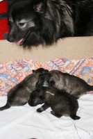 /album/treti-tyden/nemecky-vlci-spic-158-jpg/